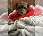 Small #6 Yorkshire Terrier