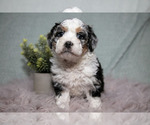Puppy Bubbles Bernedoodle (Miniature)