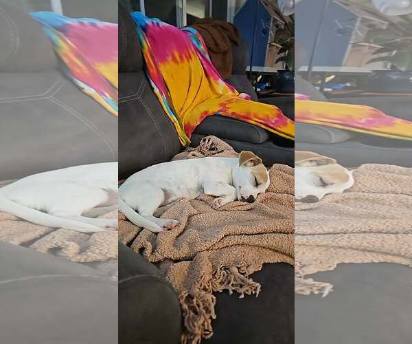 Medium Photo #4 Papshund Puppy For Sale in Arlington, WA, USA