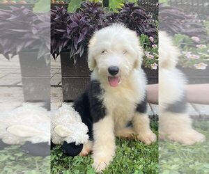 Old English Sheepdog Puppy for sale in WAKE FOREST, NC, USA