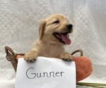 Small #2 Golden Retriever
