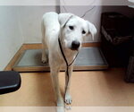 Small Labrador Retriever Mix