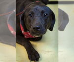 Small #2 Labrador Retriever Mix