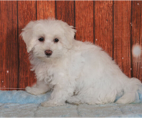 Medium Photo #1 Maltichon Puppy For Sale in PENNS CREEK, PA, USA