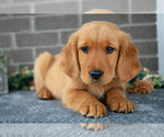 Small #2 Golden Retriever