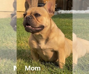 Mother of the French Bulldog puppies born on 10/25/2021
