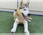 Small Photo #1 Siberian Husky Puppy For Sale in Camarillo, CA, USA
