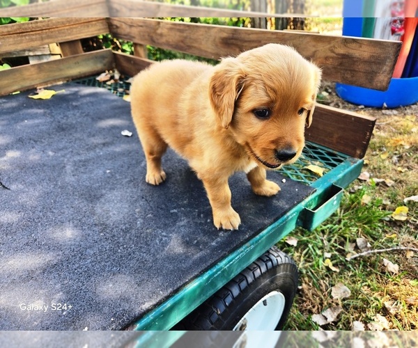Medium Photo #6 Golden Retriever Puppy For Sale in LEON, KS, USA