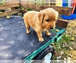 Small #5 Golden Retriever