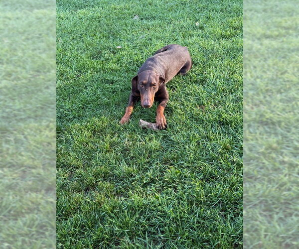 Medium Photo #15 Doberman Pinscher Puppy For Sale in Buffalo, MN, USA