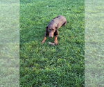 Small #14 Doberman Pinscher