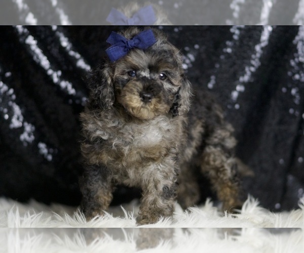 Medium Photo #4 Poodle (Miniature) Puppy For Sale in WARSAW, IN, USA