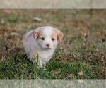 Small #6 Pembroke Welsh Corgi