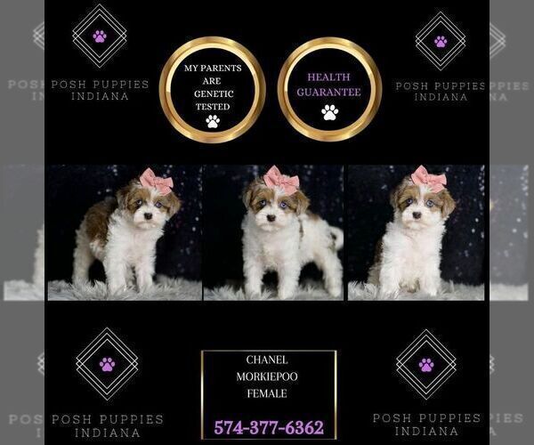 Medium Photo #51 Morkie Puppy For Sale in WARSAW, IN, USA
