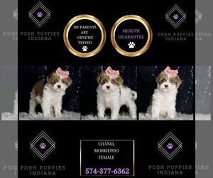 Medium Morkie