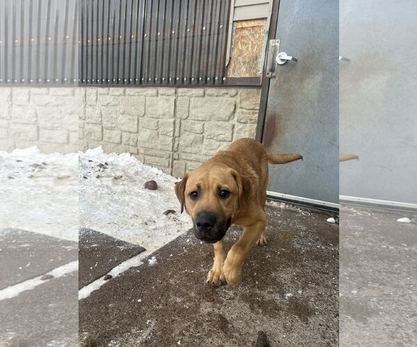 Medium Photo #1 Saint Pyrenees Puppy For Sale in Princeton, MN, USA