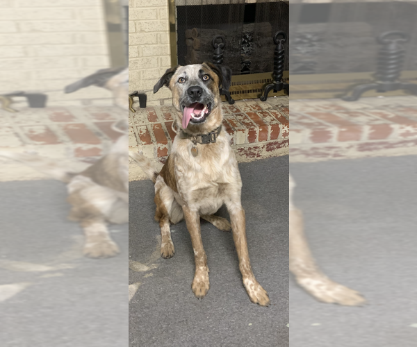 Medium Photo #2 Mutt Puppy For Sale in Aurora, IN, USA