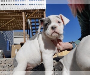 Olde English Bulldogge Puppy for sale in CO SPGS, CO, USA