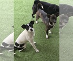 Small #2 Chihuahua