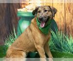 Small #2 German Shepherd Dog-Great Pyrenees Mix