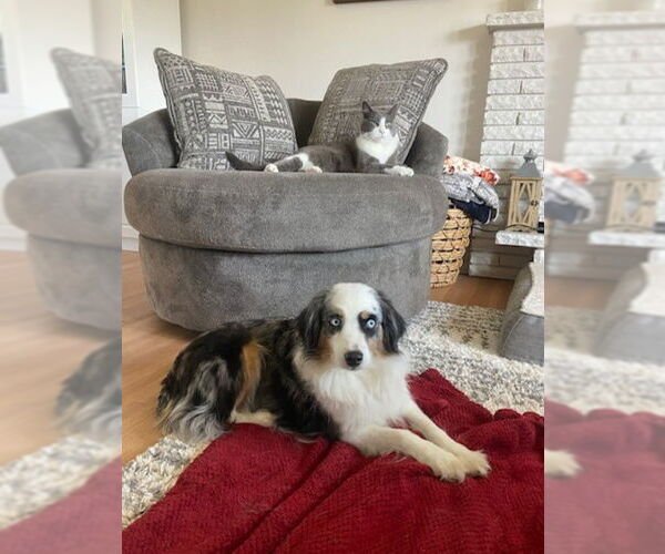 Medium Photo #6 Australian Shepherd Puppy For Sale in St. Louis Park, MN, USA