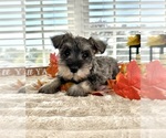 Small #4 Schnauzer (Miniature)