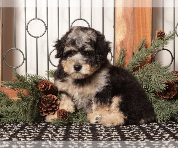 Medium Photo #9 Poochon Puppy For Sale in NAPLES, FL, USA