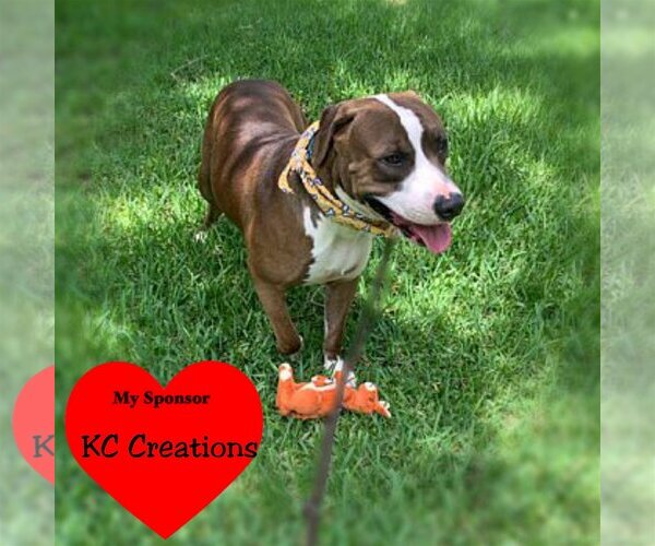 Medium Photo #1 American Pit Bull Terrier-Catahoula Leopard Dog Mix Puppy For Sale in San Leon, TX, USA