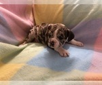 Small Photo #3 Olde English Bulldogge Puppy For Sale in ONEIDA, IL, USA