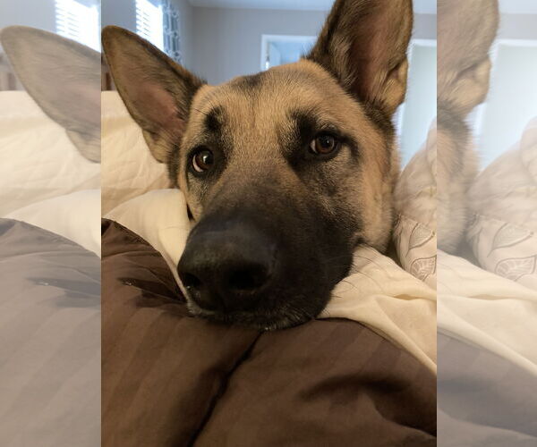 Medium Photo #4 Akita-German Shepherd Dog Mix Puppy For Sale in Fort Collins, CO, USA