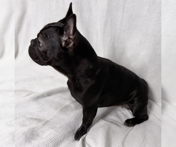 Medium Photo #1 French Bulldog Puppy For Sale in NAPLES, FL, USA