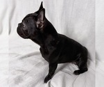 Small Photo #1 French Bulldog Puppy For Sale in NAPLES, FL, USA