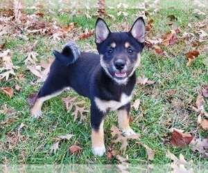 Shiba Inu Puppy for sale in CLARK, MO, USA