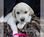 Puppy Sweetie English Cream Golden Retriever