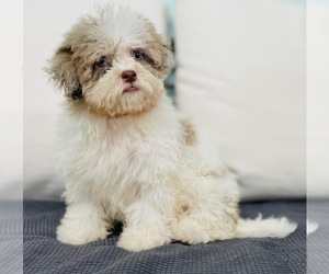 Havanese-Poodle (Toy) Mix Puppy for sale in CINCINNATI, OH, USA