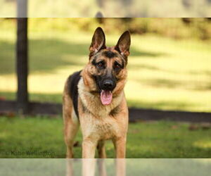 German Shepherd Dog-Unknown Mix Dogs for adoption in Warrenton, VA, USA