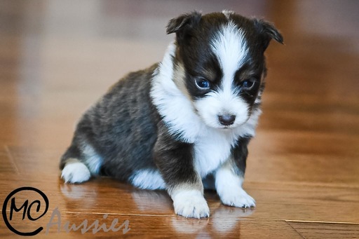 Medium Photo #1 Miniature Australian Shepherd Puppy For Sale in OAKLEY, KS, USA