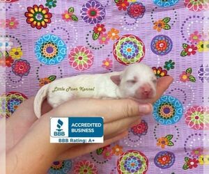 Maltese Puppy for sale in WINNSBORO, LA, USA