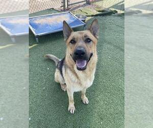 German Shepherd Dog-Unknown Mix Dogs for adoption in Pasadena, TX, USA