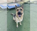 Small German Shepherd Dog Mix