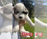 Small Photo #6 Great Pyrenees Puppy For Sale in VILAS, NC, USA