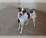 Small #1 Border Collie-Pointer Mix