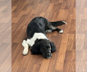 Orville - Male Cocker Spaniel-Unknown Mix Dog for Adoption - Photo #2