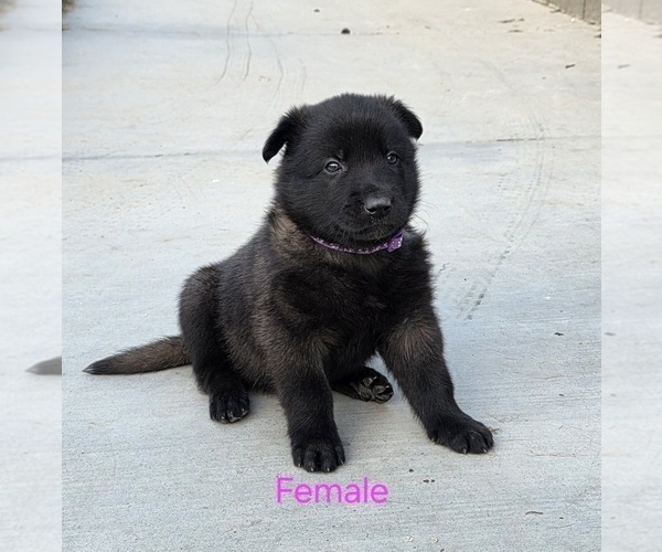 Medium Photo #18 Belgian Malinois Puppy For Sale in HIGHLAND, CA, USA