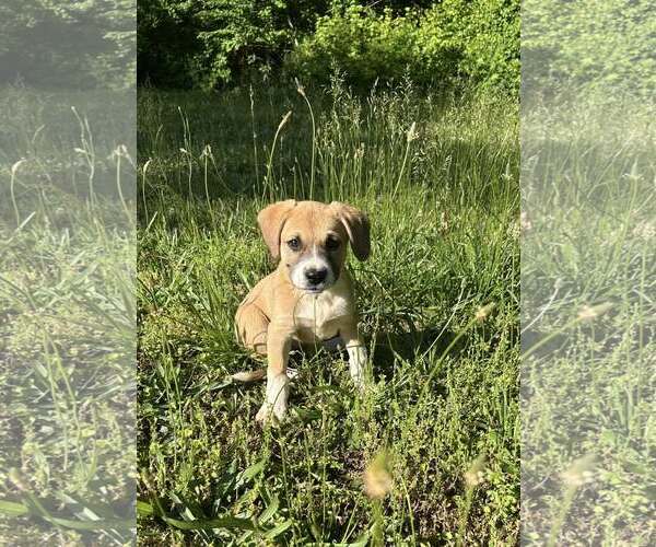 Medium Photo #3 Mutt Puppy For Sale in Greenville, SC, USA