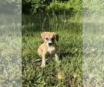 Small #2 Mutt