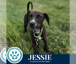 Small #3 Labrador Retriever Mix