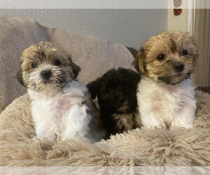 Havanese-Snorkie Mix Puppy for sale in LAKE JACKSON, TX, USA
