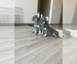 French Bulldog Puppy for sale in LAS VEGAS, NV, USA