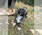 Small #4 Poodle (Miniature)-Shih-Poo Mix